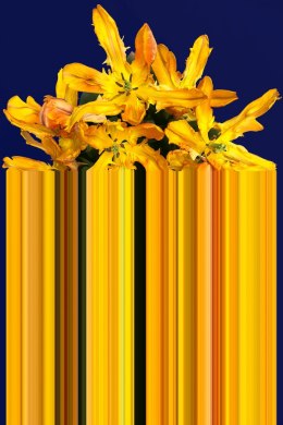 Dywan z tulipanami GLITCH żółto-niebieski / Richard Hutten 200x300 cm