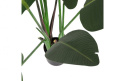 Roślina sztuczna Strelicja w doniczce 164 cm