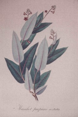 Dekoracja canvas na płótnie lnianym Rośliny, zioła C