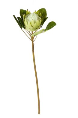 Roślina sztuczna protea zielona