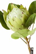Roślina sztuczna protea zielona