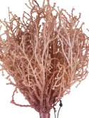 Roślina sztuczna rafa koralowa różowa